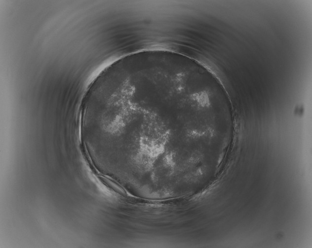 X0000111651127200907311310