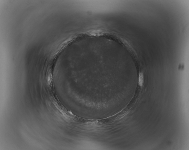X0000111651444200907311305