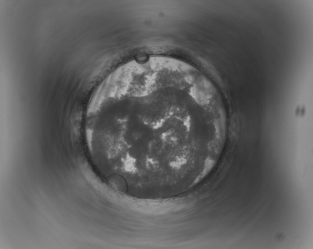 X0000111650018200908071420