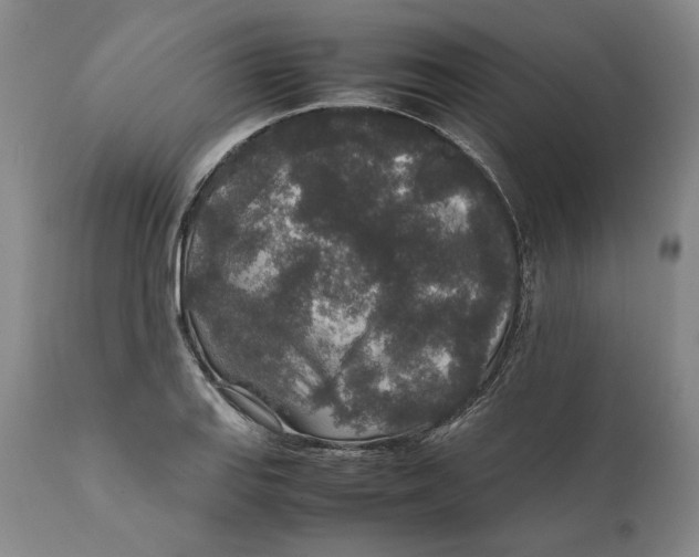 X0000111651127200908071401