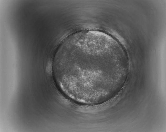 X0000111650009200908281058