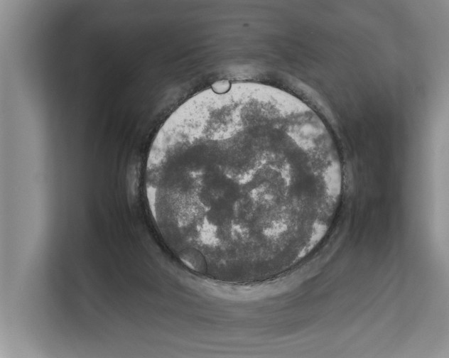 X0000111650018200908281058