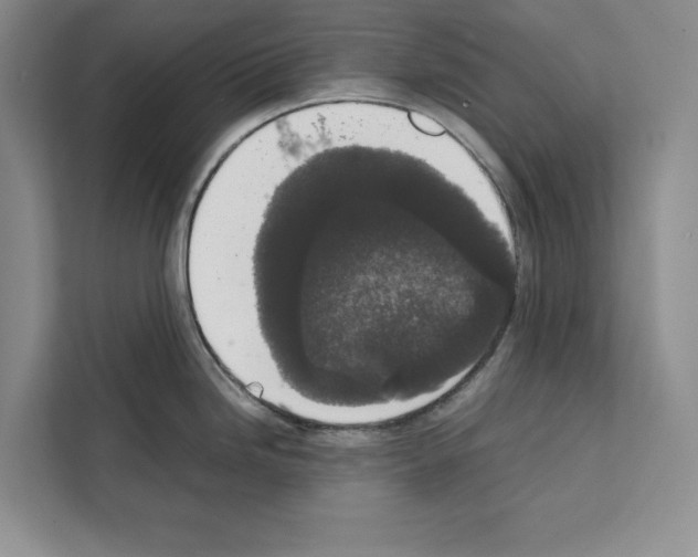 X0000111651246200908281043