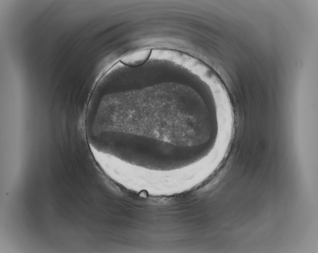 X0000111651529200908281039
