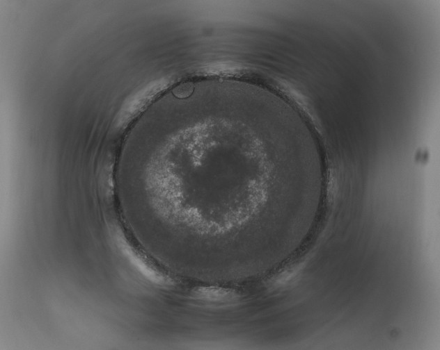 X0000111660633200907171610