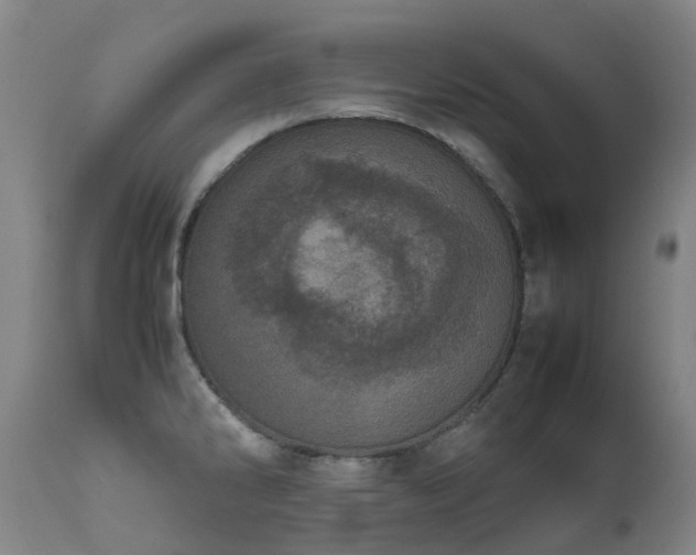 X0000111661286200907171600