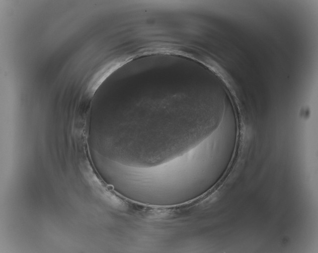 X0000111661385200907171559