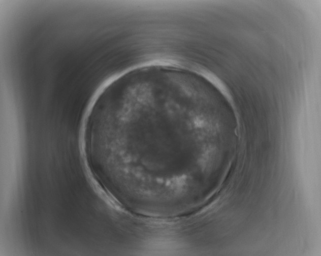 X0000111661104200907241146