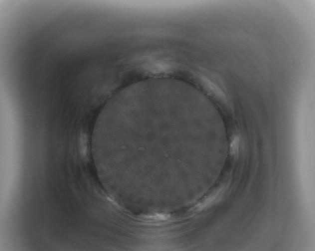 X0000111661156200907241146