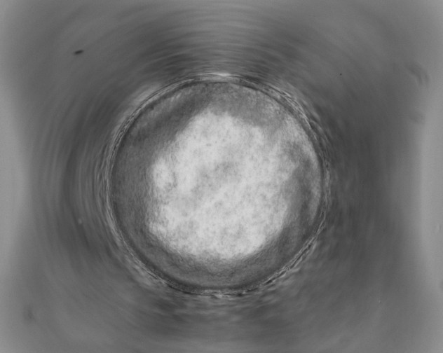 X0000111660145200907311145