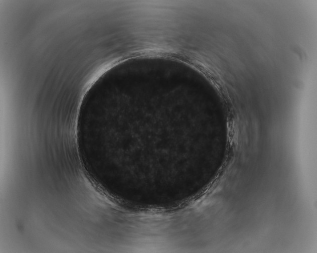 X0000111660196200907311145