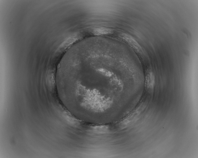 X0000111660426200907311142