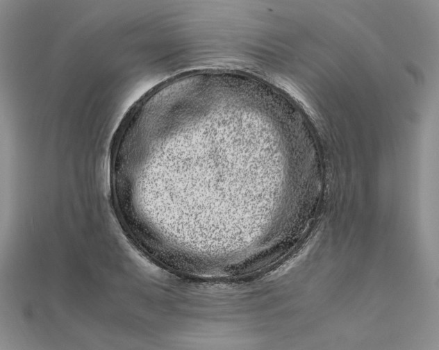 X0000111661079200907311133