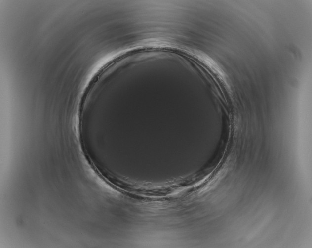 X0000111661334200907311130