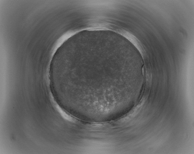 X0000111661485200907311127