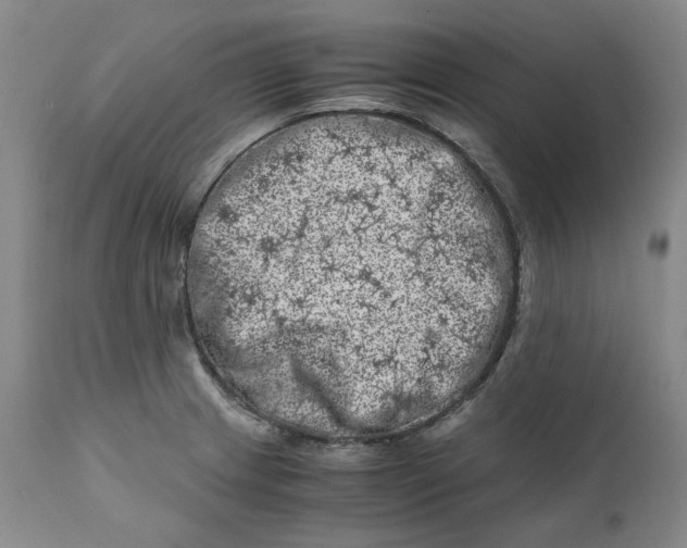 X0000111661233200908071425