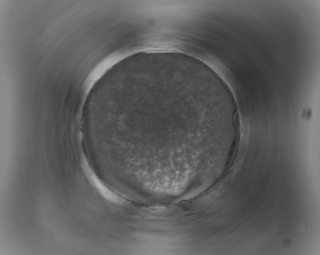 X0000111661485200908071421