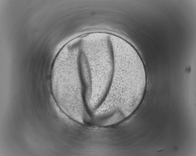 X0000111661534200908071421