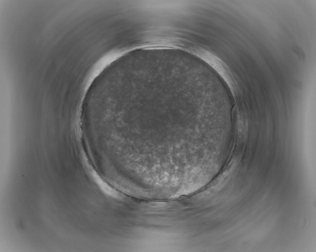 X0000111661485200908141303