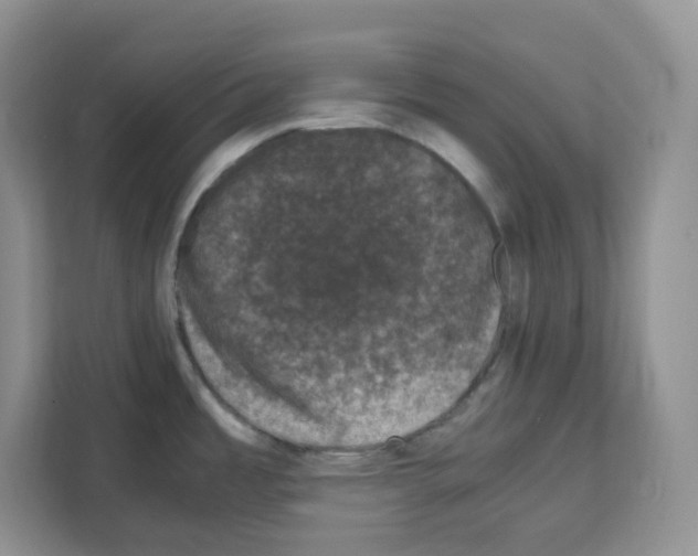 X0000111661485200908281059