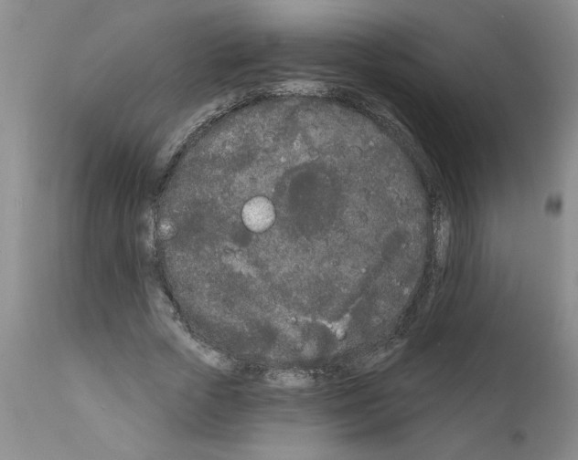 X0000111670729200908281110