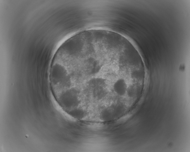 X0000111670957200908281108