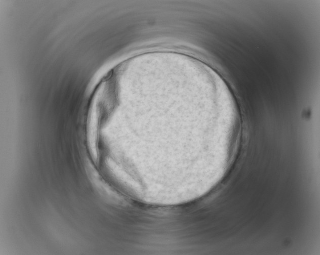 X0000111671530200908281059