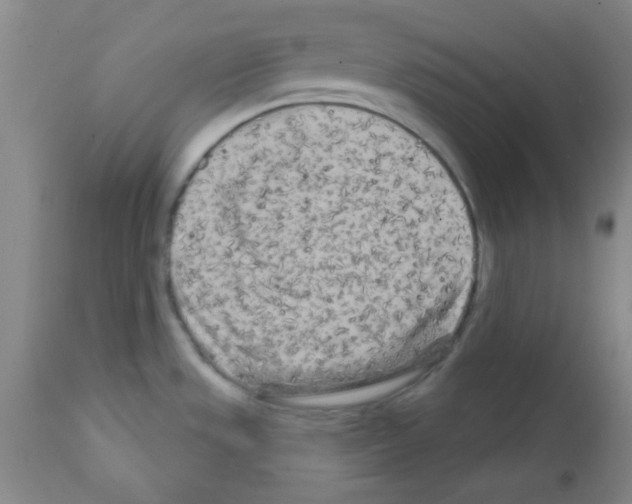 X0000111671533200908281059