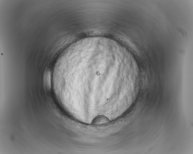 X0000111680022200907311229