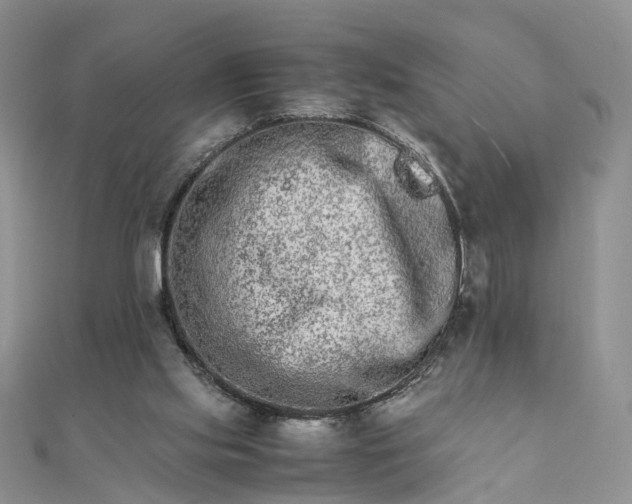 X0000111680061200907311228