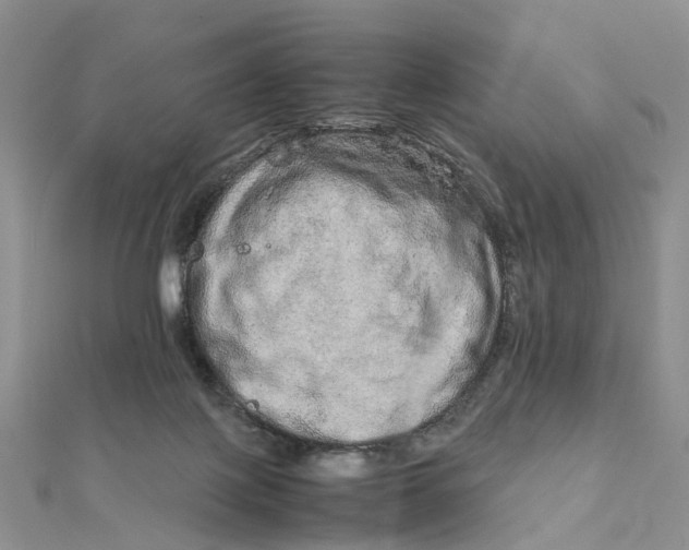 X0000111680075200907311228