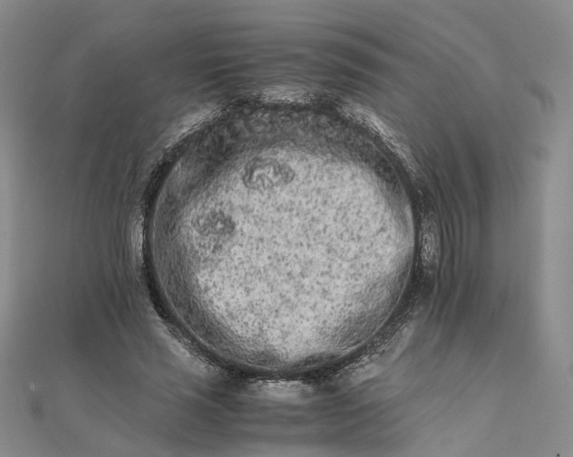 X0000111680637200907311220