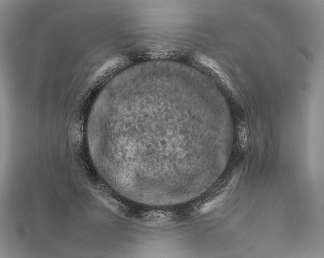 X0000111680691200907311220