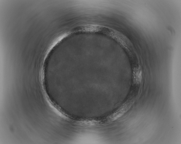 X0000111680726200907311219