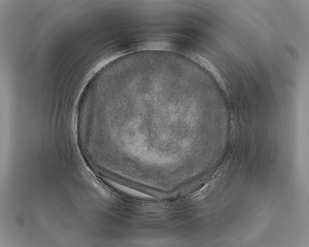 X0000111681035200907311215