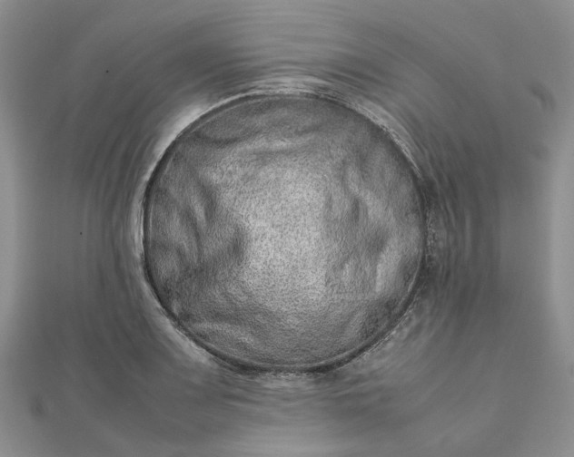 X0000111681083200907311215