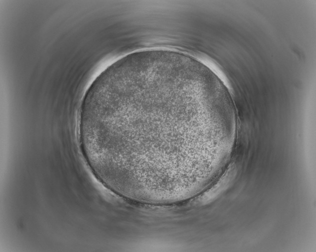 X0000111681101200907311214