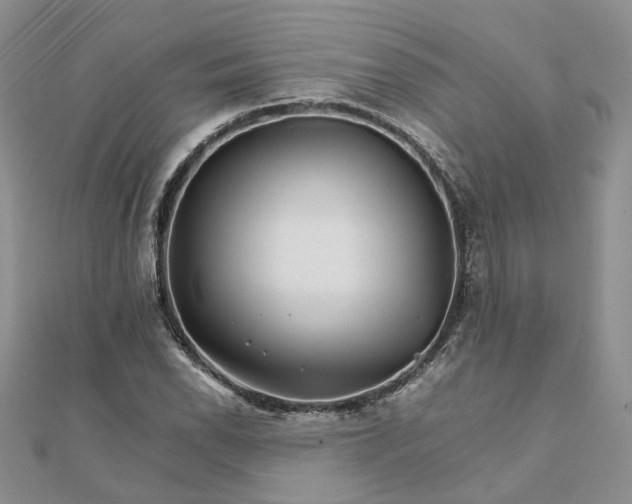 X0000111681118200907311214