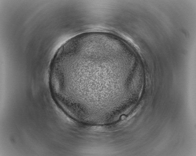 X0000111681463200907311209