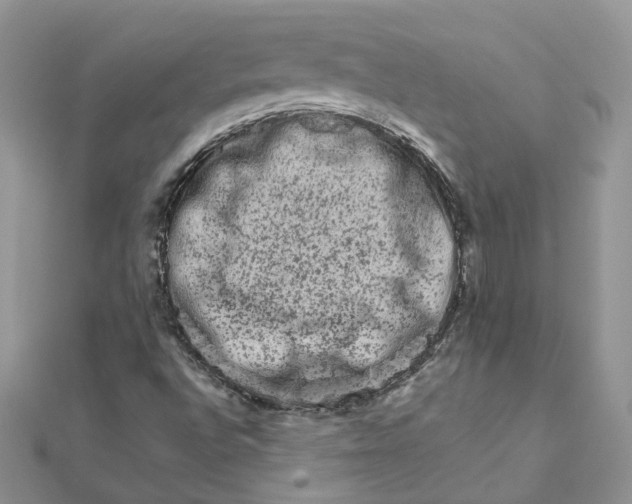 X0000111681496200907311209