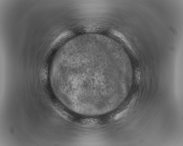 X0000111680691200908071425