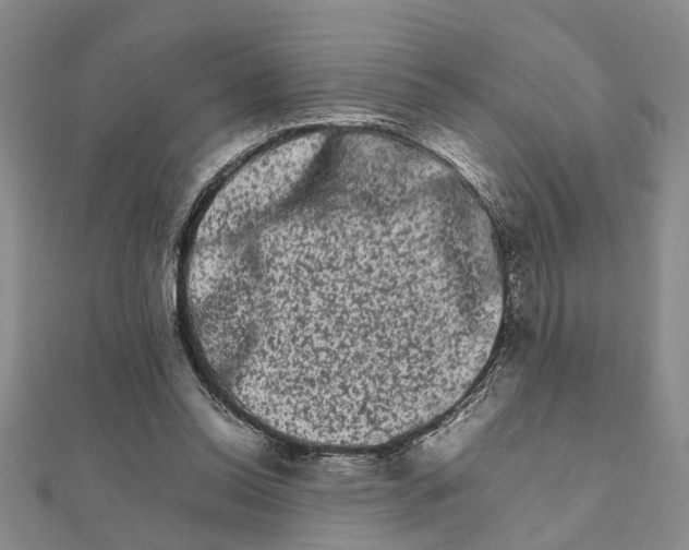 X0000111680350200908141454