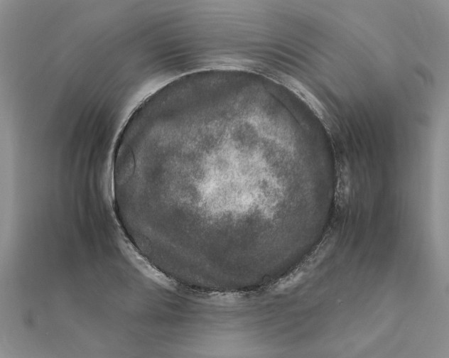 X0000111681080200908141445