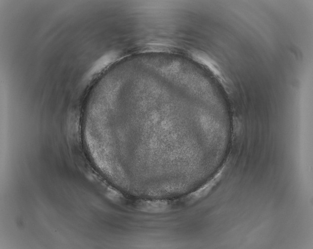 X0000111681403200908141440