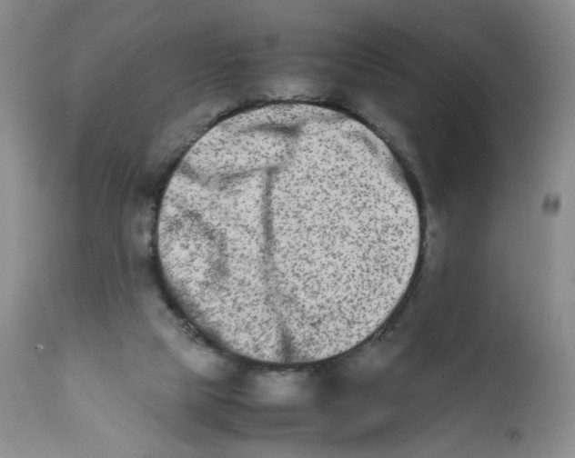 X0000111680065200908281145