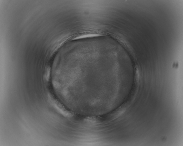 X0000111680076200908281145