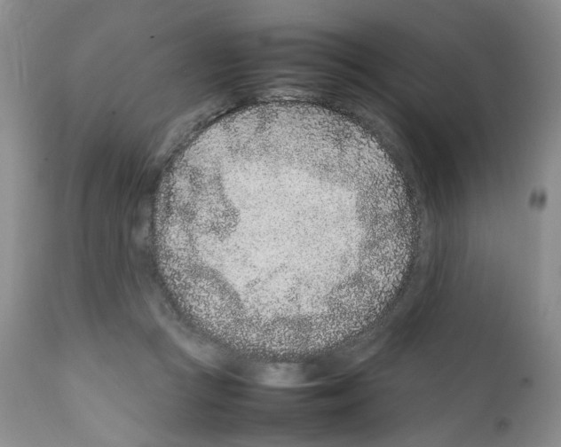 X0000111680361200908281141