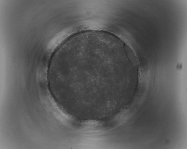 X0000111680581200908281138