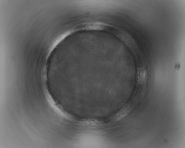 X0000111680726200908281135