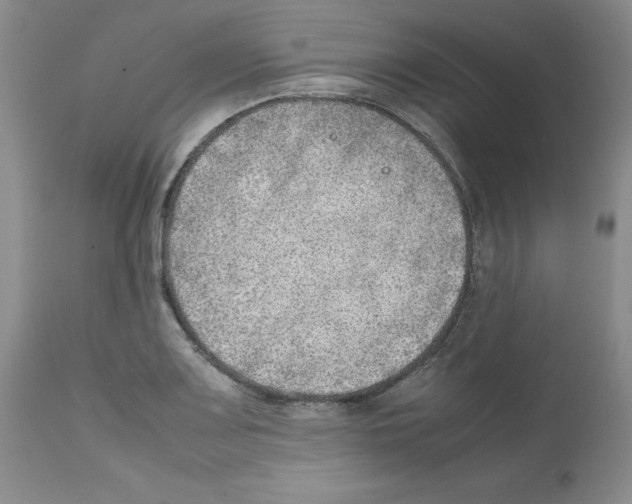 X0000111681083200908281130